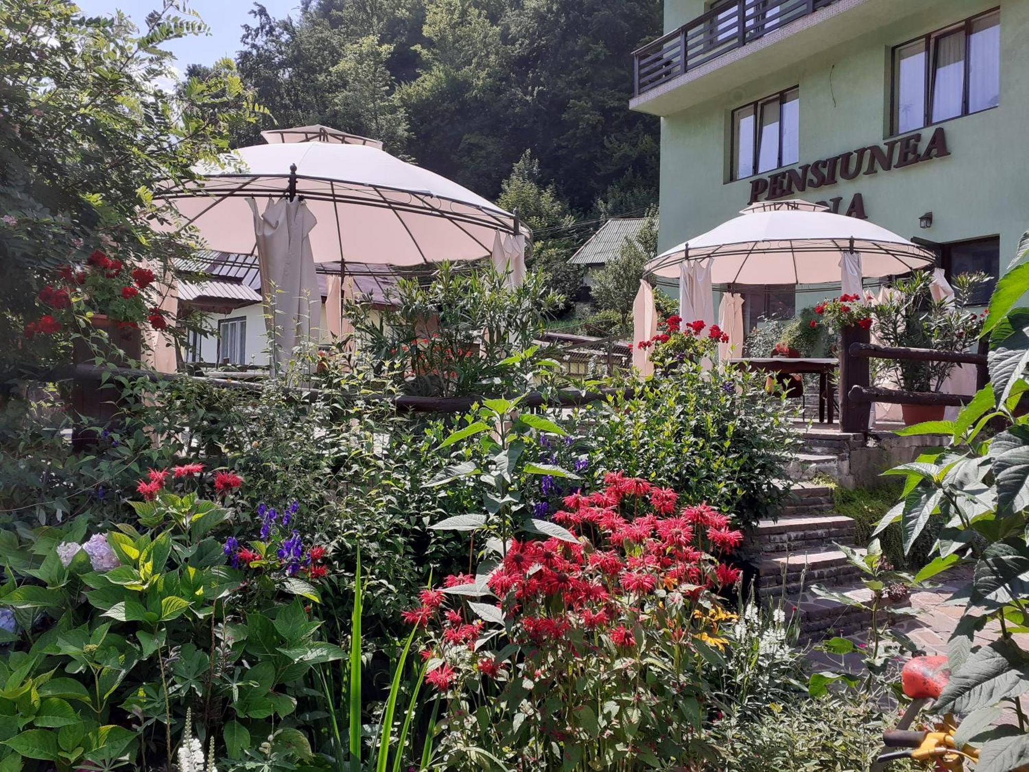 Pensiunea Ana Cavnic Exteriér fotografie